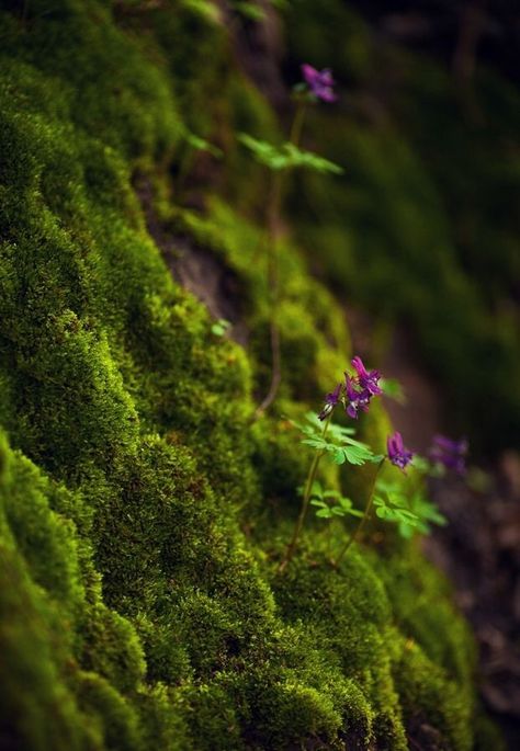 moss Moss Garden, Airbrush Art, Walk In The Woods, Magical Forest, Alam Yang Indah, Enchanted Forest, In The Woods, Amazing Nature, Land Scape