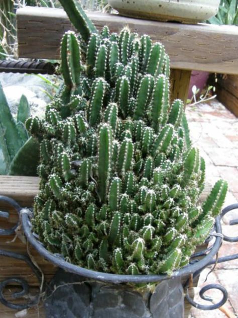 Indoor Cactus Garden, Cactus Garden Design, Mini Cactus Garden, Fairy Castle Cactus, Kaktus Dan Sukulen, Indoor Cactus, Fairy Castle, نباتات منزلية, Cactus Types