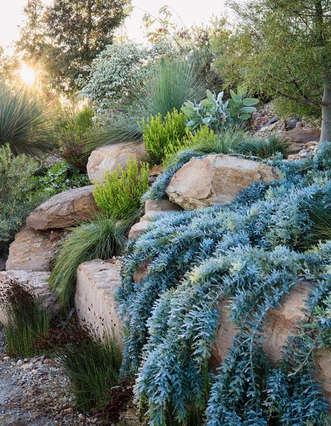 Modern Rockery Garden Ideas, Rockery Garden, Australian Garden Design, Naturalistic Garden, Australian Native Garden, Hillside Garden, Dry Garden, British Garden, Sloped Garden