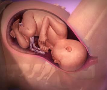 Inside pregnancy: Labor and birth | Video Prenatal Development, Contractions Labor, 38 Weeks Pregnant, Braxton Hicks, Birth Videos, Stages Of Labor, Pregnancy Problems, Family And Consumer Science, Childbirth Education