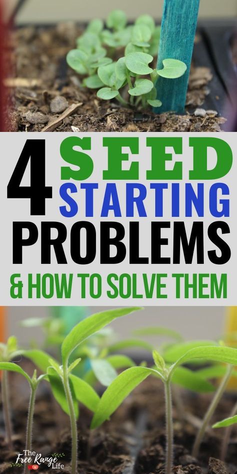 How To Grow Seeds Indoors, How To Start Seedlings Indoors, Starting Vegetable Seeds Indoors, Best Way To Start Seeds Indoors, Seed Starters Diy, Starting Seeds Indoors Diy, Seedlings Indoors Starting, Planting Seeds Outdoors, Starting Seeds Outdoors