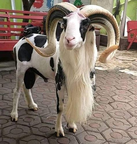 Goat Picture, Amazing Animal Pictures, Sheep Breeds, Wild Animals Pictures, Cute Goats, Animals Amazing, Interesting Animals, Most Beautiful Animals, Rare Animals