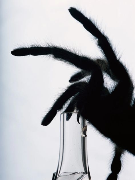 Black Tarantula Aesthetic, Spidersona Aesthetic, Tarantula Aesthetic, Black Tarantula, Spider Aesthetic, Nocturnal Creatures, Web Spider, Inktober 2023, Monster Prom