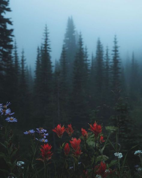 Divine Forest 🌲🌲🌲 su Instagram: "presents @zachnicholz Mood for Days Tag your photo #divine_forest We look forward to share your forest passion Divine Forest team:…" Pnw Forest, Fog Photography, Dark Mountains, Dark Forest Aesthetic, Mountain Aesthetic, Foggy Mountains, Nostalgic Art, Foggy Forest, Dark Nature Aesthetic