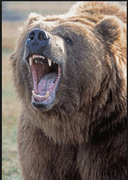 Bear Growling, Drawings Tattoo Ideas, Bart The Bear, Art Drawings Tattoo, Growling Bear, Wild Animal Art, Roaring Bear, Angry Bear, Angry Animals