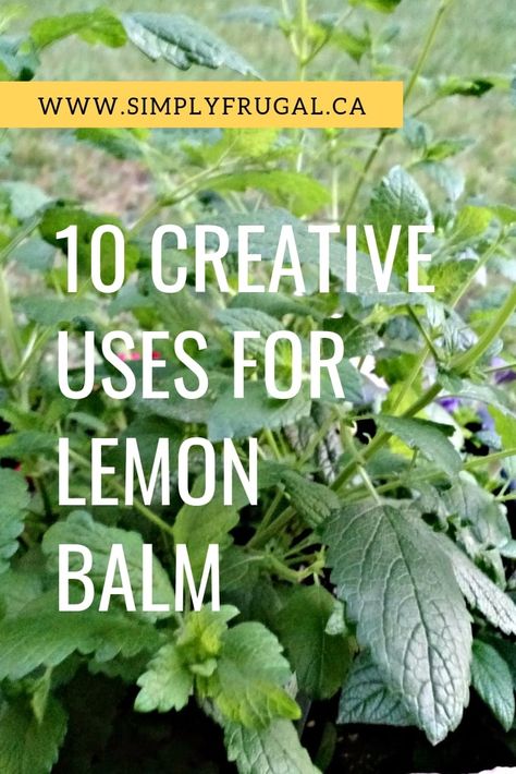 Because lemon balm grows so abundantly, you might be searching for ideas on how to put it to use. Here are 10 uses for lemon balm that you're sure to enjoy! Preserving Lemon Balm, Uses For Lemon Balm, Lemon Balm Uses, Lemon Balm Recipes, Garden Canning, Lemon Balm Plant, Wild Herbs, Medicinal Herbs Garden, Marshmallow Frosting