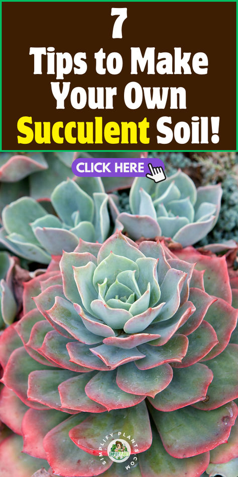 "Discover how to create the perfect succulent soil with our 7 tips! Whether 
you're an indoor houseplant enthusiast or just starting your gardening 
journey, these expert suggestions will help you craft the ideal mix for 
your indoor houseplants. Learn about the best ingredients, drainage 
techniques, and pH balance to ensure your succulents thrive. Transform your 
indoor houseplant collection with customized soil that promotes healthy 
growth and vibrant colors!" Succulent Care Indoor, Soil Mixture, Houseplant Collection, Succulent Soil, How To Craft, Houseplants Indoor, Succulents Indoor, Succulent Care, Ph Balance