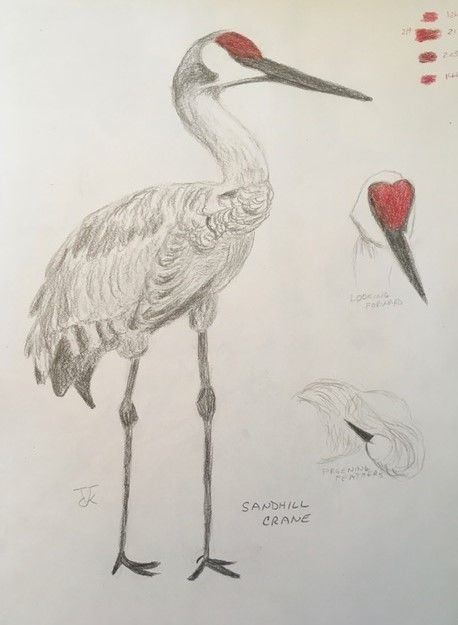 Sandhills Crane Tattoo, Sandhill Crane Drawing, Japanese Crane Drawing, Cranes Drawing, Crane Drawing, Draw Birds, Crane Tattoo, Sandhill Cranes, Sandhill Crane