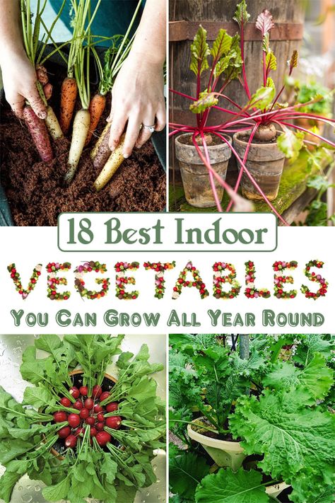 Here are the Best Indoor Vegetables you can grow easily to have a fresh and unlimited all year round supply of greens! Veggies You Can Grow Indoors, Diy Vegetable Garden Ideas, Grow Garlic Indoors, Raised Bed Garden Layout, Planting Food, Diy Vegetable Garden, Growing Radishes, Green Onions Growing, Growing Tomatoes Indoors