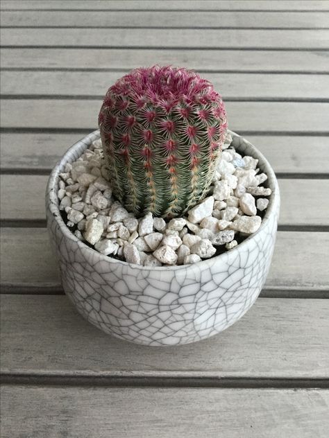 Rainbow Hedgehog Cactus, Japanese Tea Cups, Japanese Tea, Cacti And Succulents, Cactus, Tea Cups, Fruit, Canning, Flowers