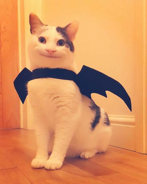 The famous polite cat Ollie dressed up for Halloween Ollie The Polite Cat, Polite Cat, Cat Halloween Costume Pet, Cat Dressed Up, Sushi Cat, Cat Profile, Cat Dress, Cat Pfp, Cat Halloween Costume