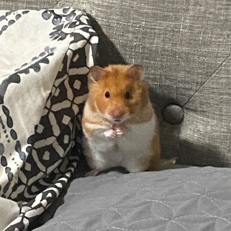 Hamster Ginger Hamster, Orange Hamster, Cute Hamsters, Hamsters, Perfect Life, Aesthetic Art, Ginger, Cute Animals, Orange