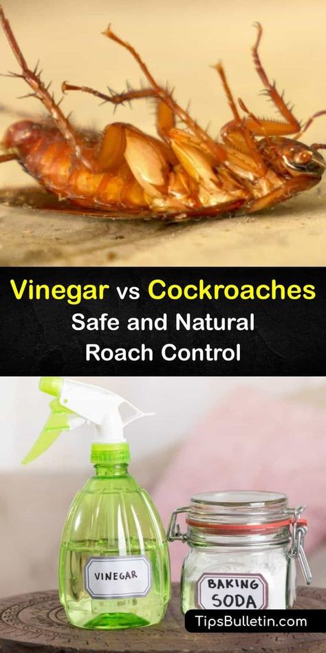 How To Repel Roaches, Natural Roach Repellant, Diy Cockroach Repellent, Roach Repellent Essential Oils, Natural Cockroach Repellent For Home, Ways To Get Rid Of Roaches, Best Way To Get Rid Of Cockroaches, Diy Pest Control For Home, Essential Oils For Pest Control