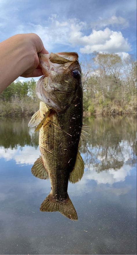 bass fishing photo Bass Fishing Wallpaper, Bass Fish Pictures, Bass Fishing Photography, Fishing Asethic, Bass Fishing Pictures, Bass Fishing Girl, 8 Mile, Pike Fishing, Country Things