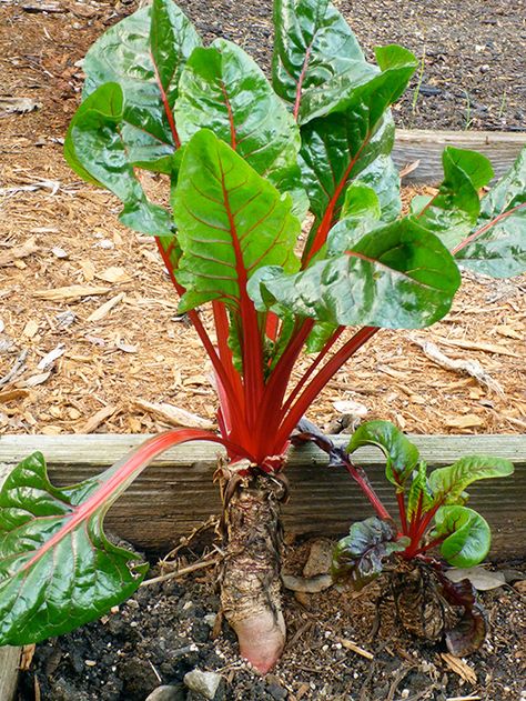 IS CHARD ROOT EDIBLE? Swiss Chard Plant, Garden Betty, Beet Plant, Food Forests, Gardening Seeds, Beta Vulgaris, Vegetable Plants, Food Gardening, Red Beets