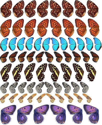 Butterfly Wings 3 | emilynnn | Flickr Wings Printable, Oppgaver For Barn, Detailed Butterfly, Miniature Printables, Butterfly Cards, Fairy Wings, Printable Image, Printable Paper, Paper Projects