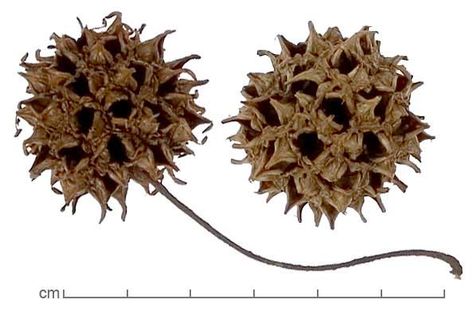 Sweet Gum Tree From Eat the Weeds: "The only edible part of the tree is the dried sap which makes a fragrant, bitter chewing gum..." He says shikimic acid (treats flu) is found in the infertile (young) seeds. From the comments: "...collect the unripe fruits or unfertile seeds, whichever one you want to try, chop them up and pack a small jar about halfway with the plant material, and cover with vodka. Higher percent spirits would be even better…we have 153 proof (76.5%) available in Florida..." Sweet Gum Tree, Florida Plants, Medicinal Tea, Sweet Gum, Gum Tree, Wild Edibles, Wild Plants, Black Gums, Edible Plants