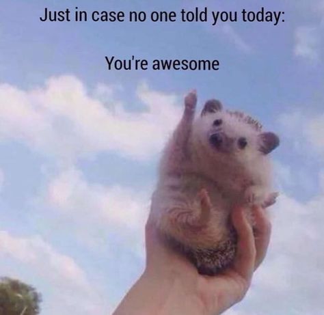 You are all awesome Cops Humor, Positive Memes, Funny Animal Quotes, Friend Memes, Top Memes, Lol Dolls, Wholesome Memes, Cute Memes, Faith In Humanity