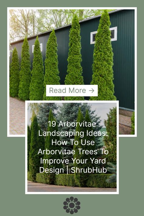 Arborvitae Landscaping Ideas, Emerald Arborvitae, Arborvitae Landscaping, Globe Arborvitae, How To Landscape, Giant Arborvitae, Colorful Shrubs, Emerald Green Arborvitae, Northern White Cedar