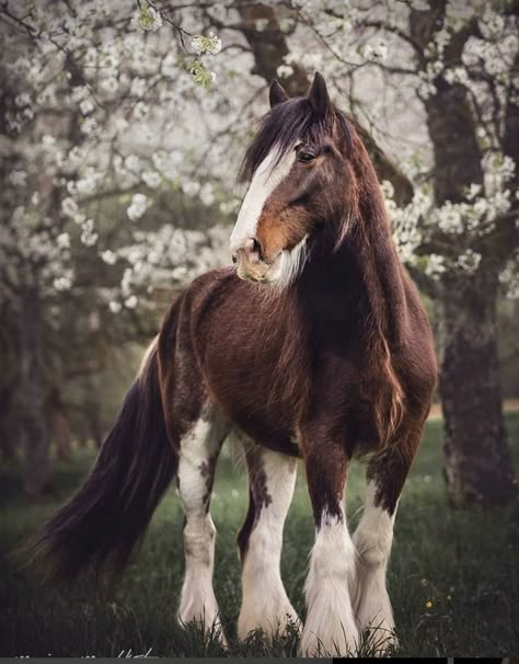 Clydesdale horse, heavy draft gentle giant. Blue Merle Great Dane, Merle Great Danes, Grow On Social Media, Beautiful Horses Photography, Pony Breeds, Shire Horse, Clydesdale Horses, Draft Horse, Horse Wallpaper