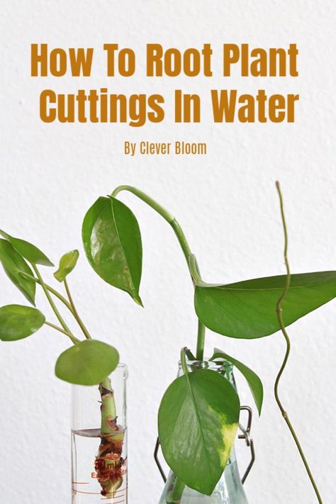 Learn how to root plant cuttings in water the easy way! Follow step by step instructions to make your very own new plants. #houseplants #propagate #propagation #indoorgardening Natural Decongestant, Flower Pot Design, Perennial Herbs, Bathroom Plants, Indoor Gardens, Bedroom Plants, Pot Designs, Plant Cuttings, Propagating Plants