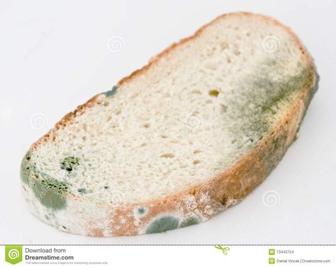 Moldy Bread, Exam Inspiration, Rotten Food, Rental Property Management, Cleaning Mold, Bread Mold, Bread Art, Soft Foods, Mold Growth