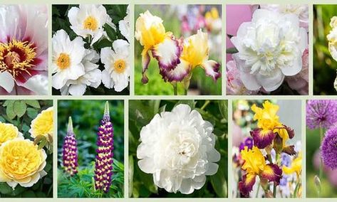 Plant Combination Ideas - Plant Family Paeonia - Peonies Itoh Peonies, Paeonia Lactiflora, Border Ideas, Companion Plants, Fragrant Plant, White Peony, Starship Enterprise, Purple Themes, Bearded Iris