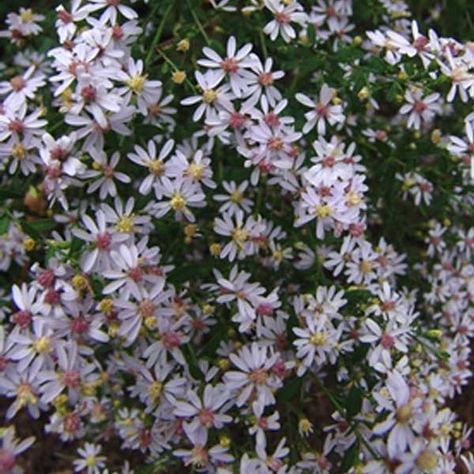 Aster cordifolius, Blue Wood Aster Aster Cordifolius, Wood Aster, Native Flowers, Yard Work, Fall Plants, Blue Wood, St Louis Missouri, Butterfly Garden, Types Of Plants