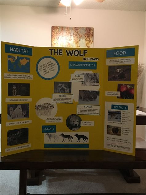 Animal wolf report trifold board poster 3rd grade Tri Fold Poster Board, Trifold Board, Tri Fold Poster, Science Fair Board, Animal Report, Wolf Poster, Research Poster, Adolescent Health, Information Poster