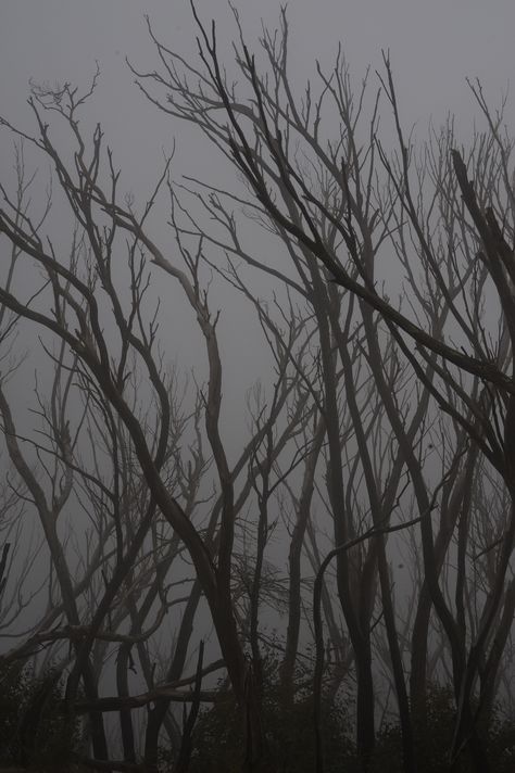 haunted forest dead trees spooky Spooky Woods Aesthetic, Haunted Forest Art, Haunted Woods Aesthetic, Haunted Forest Aesthetic, Spooky Forest Aesthetic, Haunted Aesthetic, Scary Trees, Haunting Aesthetic, Creepy Forest