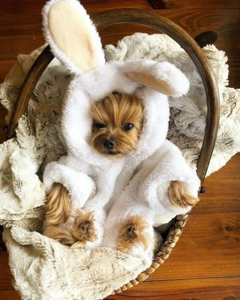 Bunny Pet, Cute Small Dogs, Dog Mommy, Cute Dogs Images, Cute Dog Clothes, Super Cute Puppies, Cute Small Animals, Cute Animals Puppies, Very Cute Dogs