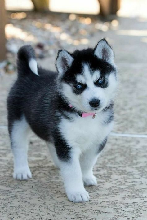 Caine Husky, Puppy Husky, Cute Husky Puppies, Cute Husky, Super Cute Puppies, Siberian Husky Puppies, Baby Animals Pictures, Really Cute Dogs, Cute Little Puppies