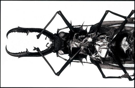 Alternative image of the front cover sleeve of Massive Attack's Mezzanine album, which was photographed by Nick Knight and Tom Hingston, and which was a composite of several metallic objects to form the shape of an insect. Massive Attack, Trip Hop, Black Milk, Album Art, Electronic Music, Cover Art, Album Covers, Insects, Art Photography