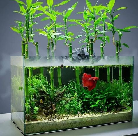 Cool Fish Tank Decorations, Fish Tank Themes, Aquarium Garden, Fish Tank Terrarium, Diy Fish Tank, Cool Fish Tanks, Fish Tank Design, Betta Aquarium, Underwater Plants