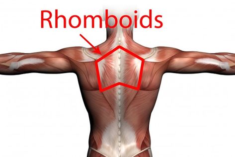 Gym Geek – What are the best exercises for the Rhomboids? Rhomboid Exercises, Scapula Exercises, Shoulder Anatomy, Dumbell Workout, Shoulder Pain Relief, Fat Burning Tips, Feminine Health, Beautiful Objects, Massage Benefits