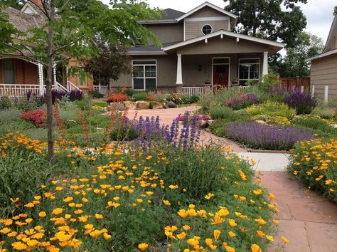 This gorgeous drought-tolerant front lawn was created from scratch by customer Mary R. of Fort Collins, Colorado. Read her how-to suggestions to create a colorful, water-thrifty garden buzzing with bees, butterflies and hummingbirds. Succulent Landscaping Front Yard, Xeriscape Front Yard, Xeriscape Landscaping, High Country Gardens, Succulent Landscape Design, Drought Tolerant Garden, Drought Tolerant Landscape, Succulent Landscaping, Garden Wallpaper