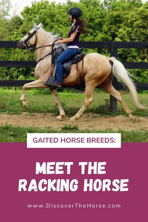 The Racking Horse is a gaited breed from the United States. They are known for their gait called the Rack, a smooth four beat gait, where only one foot strikes the ground at a time. Learn More on DiscoverTheHorse! #Horses #Equestrian #GaitedHorses Gaited Horses, Different Horse Breeds, Fox Trot, Horses Equestrian, Western Horse, Horse Breeds, The Rack, Horse Rider, Beautiful Horses