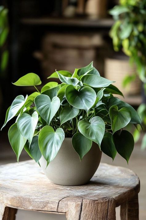 Philodendron is a stunning and versatile choice for any indoor garden! 🌿🏡 Known for its lush, heart-shaped leaves and vigorous growth, this plant is a delightful blend of beauty and resilience. Easy to care for and perfect for adding a touch of tropical flair, Philodendron brings vibrant greenery and elegance to any space. Indulge in this classic botanical charm today! 🌱✨ #Philodendron #Houseplants #IndoorGarden #GreenLiving Common House Plants Pictures, Plants Photography Aesthetic, Heart Shaped Philodendron, Houseplant Decor, Houseplants Decor, Common House Plants, Light Pants, Tattoo Plant, Houseplants Low Light