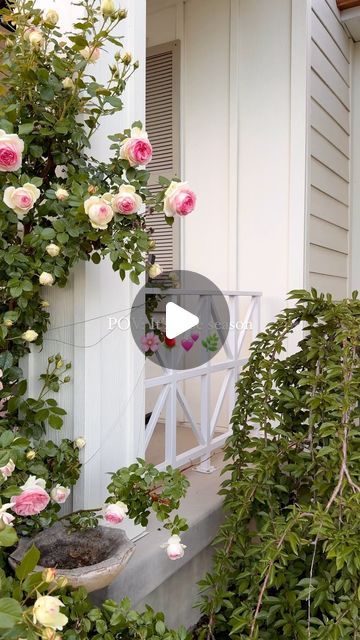 Heather Young on Instagram: "Happy roses. Climb, is all they know 🥰🌹💕🌸  #climbingroses #rose #roses #roseseason #myhome #myhomevibe #happyflowers" Entry Garden Ideas, Entry Garden, Outdoor Topiary, Outside Spaces, Garden Fairy, Happy Flowers, Topiaries, Climbing Roses, May 31