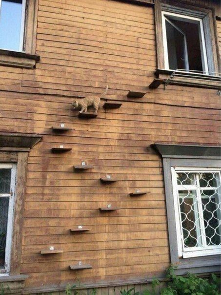 Katt Diy, Katt Grejer, Cat Ladder, Cat Stairs, Cat Patio, Cat Playground, Image Chat, Cat Enclosure, Cat Door