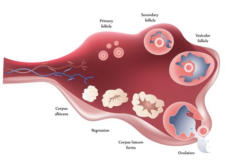 Insulin resistance PCOS diet and supplements Invitro Fertilization, Follicular Phase, Gestational Age, Too Much Estrogen, Healthy Hormones, Fertility Center, Liver Detoxification, Fetal Development, Insulin Resistance