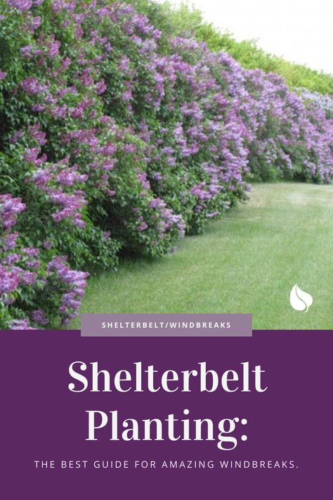 Shelterbelt planting isn’t as simple as it sounds. It takes a lot of planning and work. We’ve put together our best practices for planting a shelterbelt or windbreak.

Four Shelterbelt Planting Tips
1. Determine Why You Need a Shelterbelt.
2. Decide on the Number of Shelterbelt Planting Rows Needed.
3. Determine Shelterbelt Planting Row Spacing.
4. Order Your Shelterbelt Trees. Wind Break Landscaping, Windbreak Landscape Design, Wind Break Trees, Shelter Belt Landscaping, Shelter Belt Trees, Trees For Wind Break, Windbreak Tree Design, Wind Break Plants, Garden Windbreak Ideas