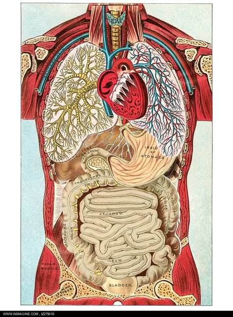 Anatomy And Physiology Study Guides Review: Essentials of human anatomy and physiology Vintage Diagram, Anatomy Organs, Organ System, Human Anatomy And Physiology, Medical Coding, Medical Art, Body Anatomy, Body Organs, Binder Covers