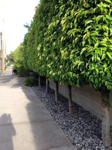 Portugese Laurel Hedge, Portuguese Laurel Hedge, Pleached Laurel, Backyard Hedge, Portuguese Laurel, Laurel Hedge, Garden Hedges, Privacy Landscaping, Back Garden Design