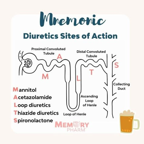 Pharmacy Facts, Pharmacy School Study, Loop Of Henle, Nursing School Studying Cheat Sheets, Med Notes, Nursing School Essential, Nurse Study, Medical School Life, Nursing School Motivation