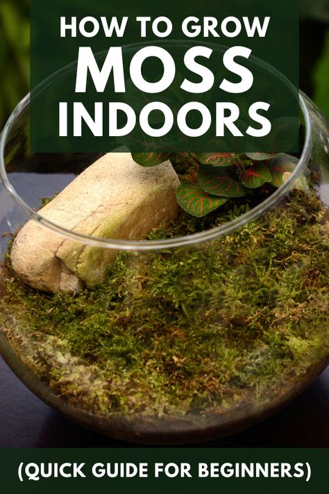 Terrarium small garden in glass bowl. Moss creates a stunning visual effect in any indoor space. You can grow moss in between pavers, on rocks, on wood, on concrete, on pots and indoor living walls. You can also make indoors DIY terrarium with your moss. Read our beginners guide on how to properly grow moss indoors. Terrarium Garden Diy, Tiny Moss Terrarium, Moss In Terrarium, How To Propagate Moss, Fern Terrarium Diy, Live Moss Terrarium Diy, Growing Moss On Rocks, Small Moss Terrarium, How To Make A Small Terrarium