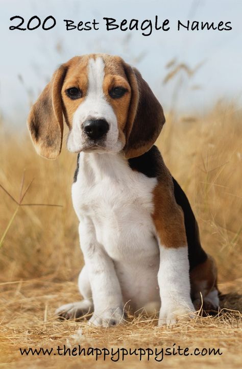 Beagle Names - 200 Great Ideas For Naming Your Beagle Beagle Names, Puppies Cutest, Pocket Beagle, Cute Beagles, Most Popular Dog Breeds, Puppy Names, Beagle Puppy, Beagle Dog, Training Your Dog