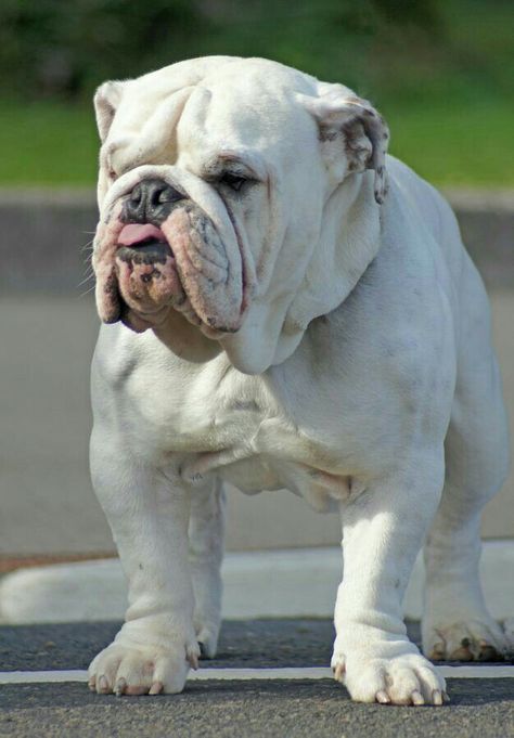 Miniature English Bulldog, French Bulldog Full Grown, English Bulldog Care, White Bulldog, Bulldog Names, Bulldog Pics, Bulldog Breeds, English Bulldog Puppies, Bull Dogs