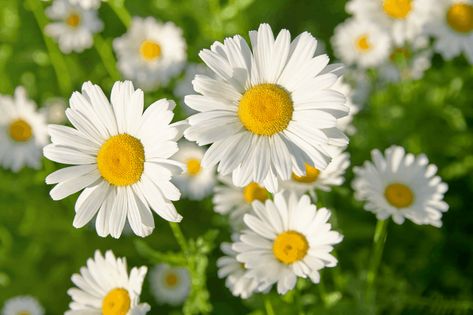 Daisy Meaning, Hummingbird Symbolism, Flower Symbolism, Daisy Petals, Flower Symbol, World Birds, Daisy Love, Flower Meanings, How To Attract Birds