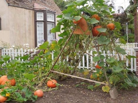 Pumpkin Teepee, Trellis Pumpkins, Pumpkin Trellis Ideas, Pumpkin Garden Ideas, Pea Teepee, Pumpkin Trellis, Teepee Trellis, Fresh Home Decor, Fall Flowers Garden